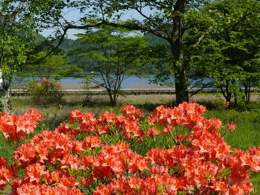 群馬県の花、レンゲツツジが見頃です☆