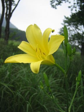 ゆうすげの花が咲き始めました