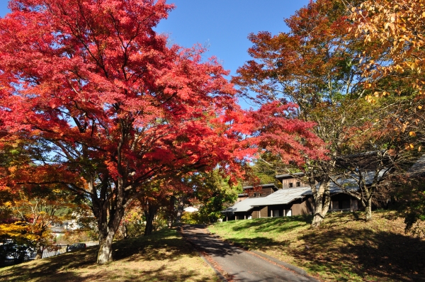 ★榛名の紅葉情報★