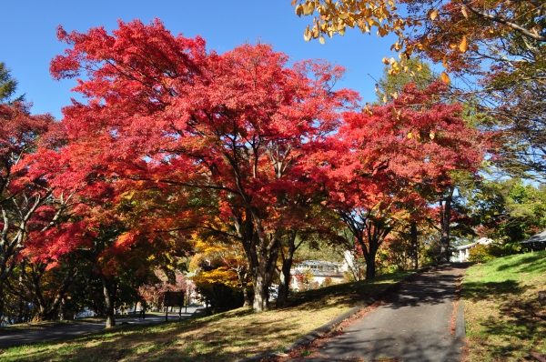 紅葉情報★（10月下旬）コテージ周辺の様子