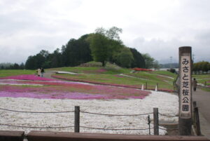 みさと芝桜公園の開花状況について ゆうすげ オフィシャルサイト