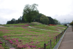 みさと芝桜公園の開花状況について ゆうすげ オフィシャルサイト