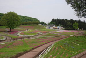 みさと芝桜公園の開花状況について ゆうすげ オフィシャルサイト