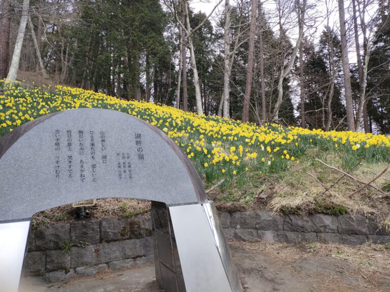 榛名湖周辺のスイセンの開花情報