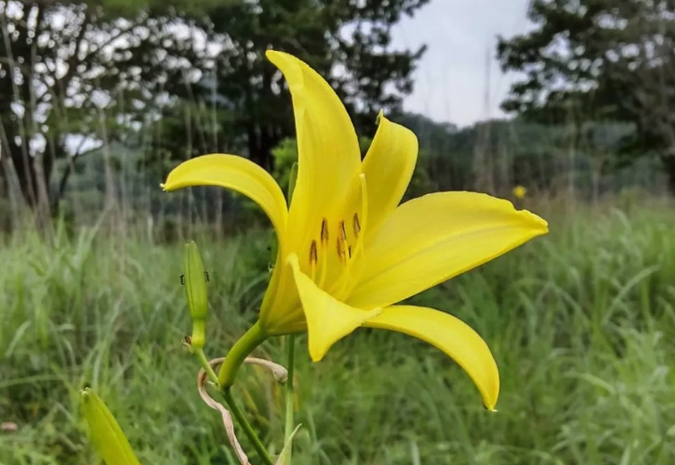 ゆうすげの開花情報