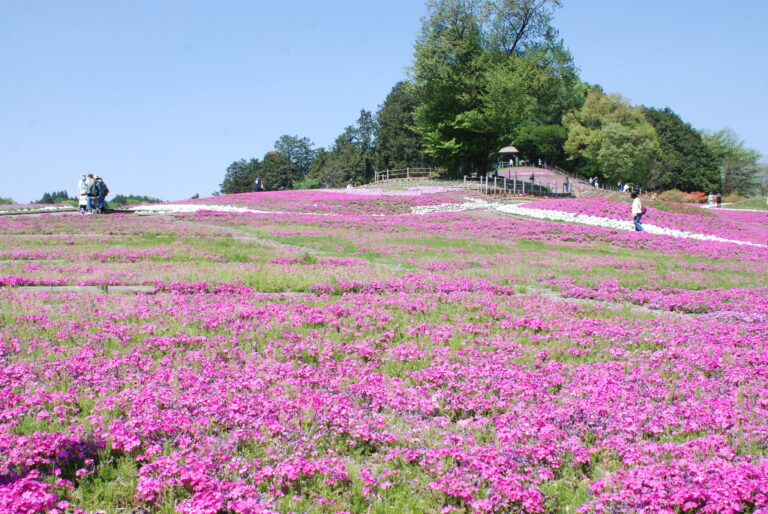 みさと芝桜まつり開催について