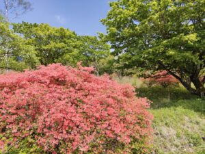 ヤマツツジの開花状況