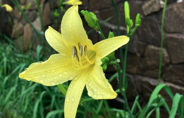 ユウスゲの開花情報