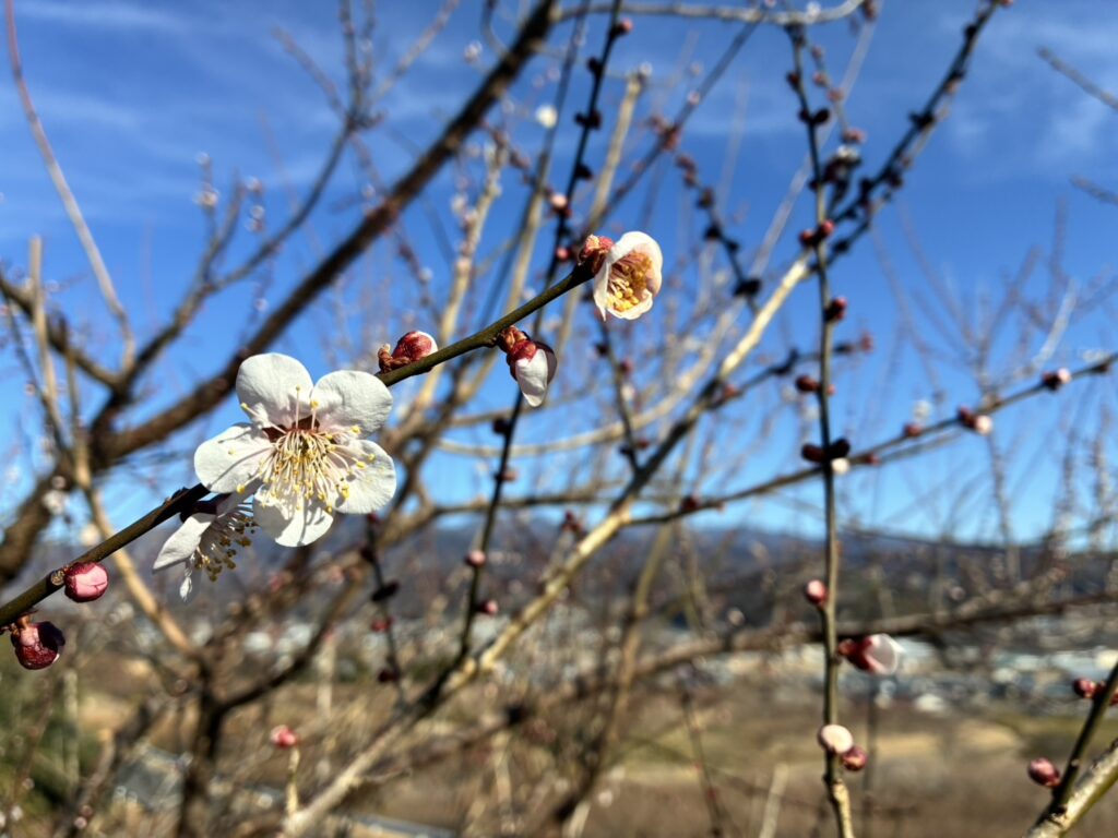 榛名梅林の開花状況について