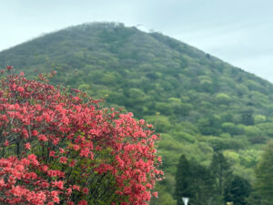 【榛名湖周辺のツツジ・開花状況】