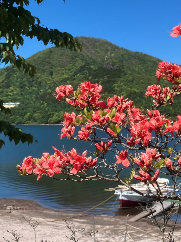 【榛名湖周辺のツツジ・開花状況】