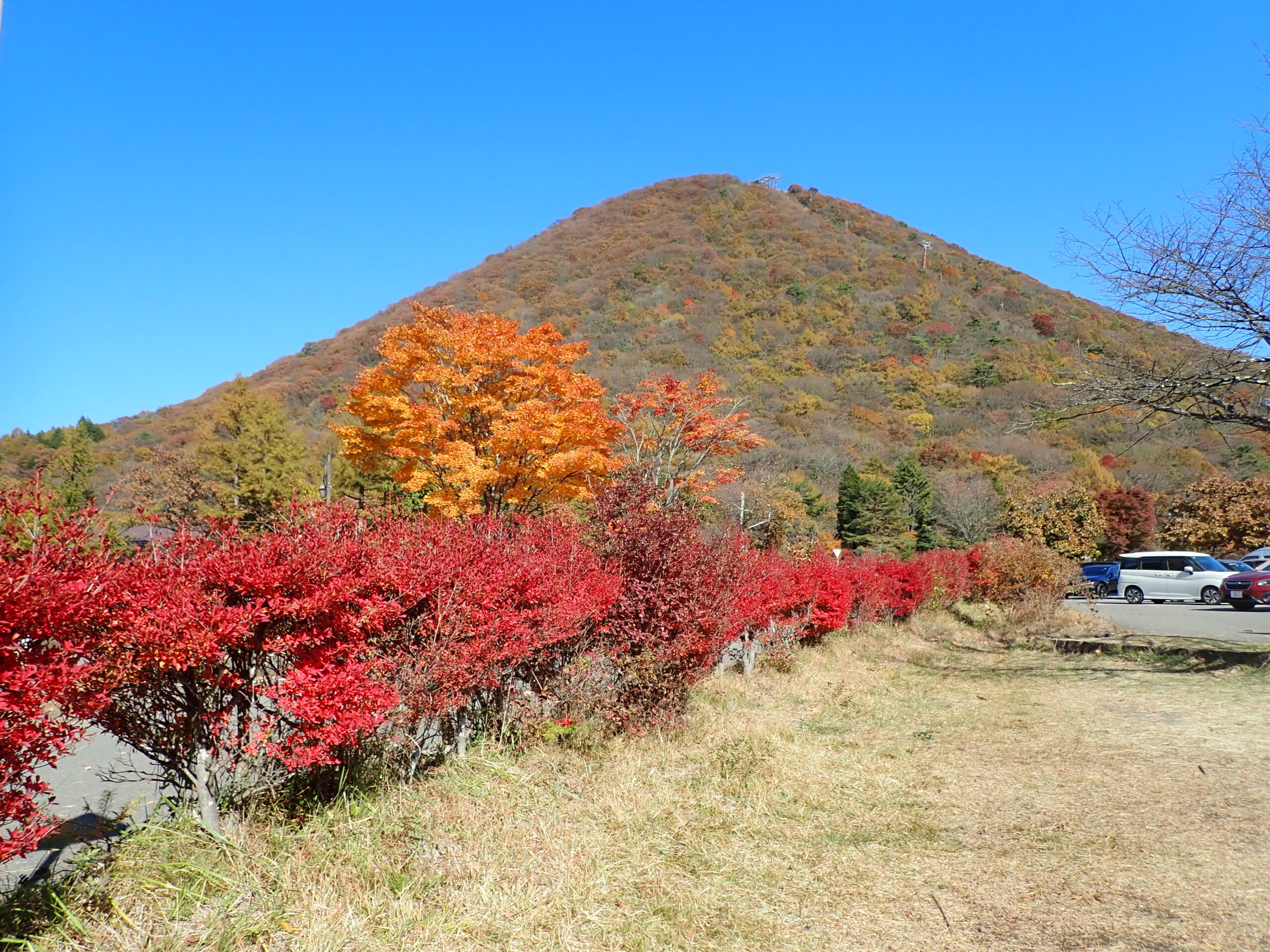 【紅葉情報】11/7更新