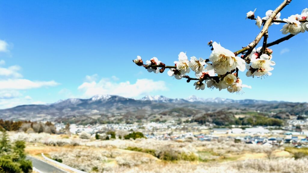 榛名梅林の開花状況について【3/4更新】