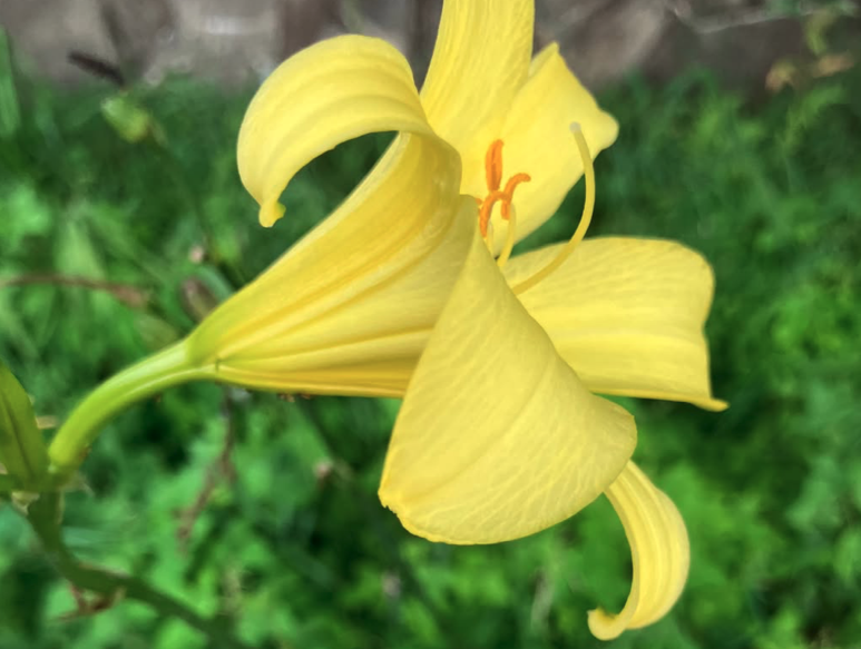 ゆうすげの開花情報